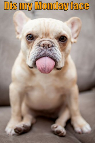 French Bulldog sticking out hi s tongue