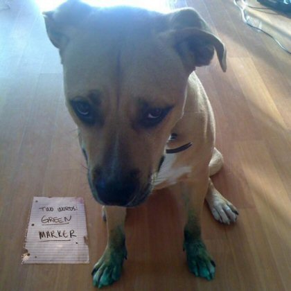 dog got into green marker