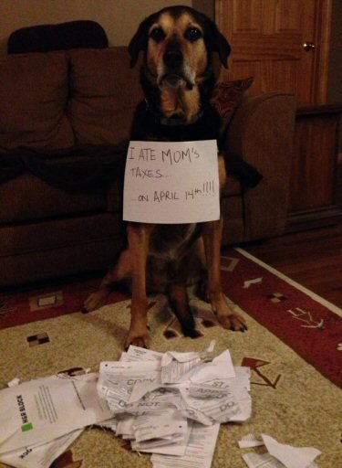 dog ate mom's taxes