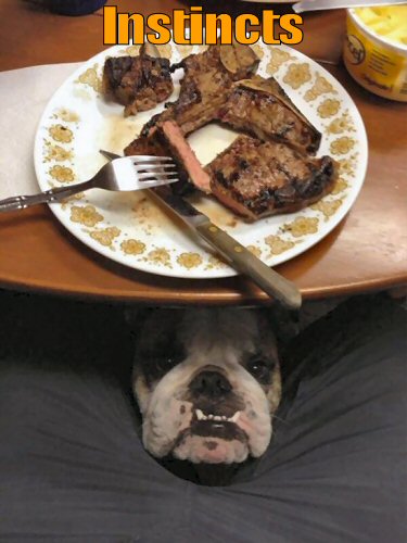 dog waiting for food to fall