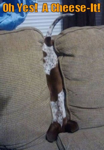 Dog with nose in couch cushions