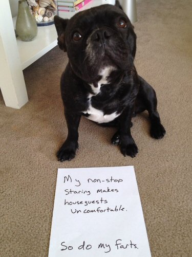 dog shame