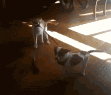 Dog getting pulled around by cat
