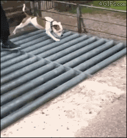 dog walks over grate- unusual technique