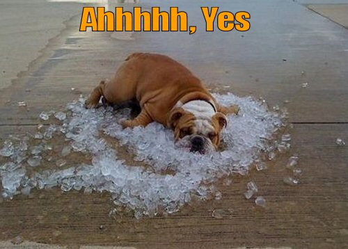 bulldog lying on ice