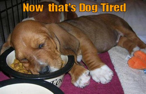 cute puppy sleeping with head in food bowl