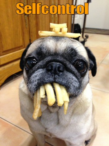 Pug with French Fries on head