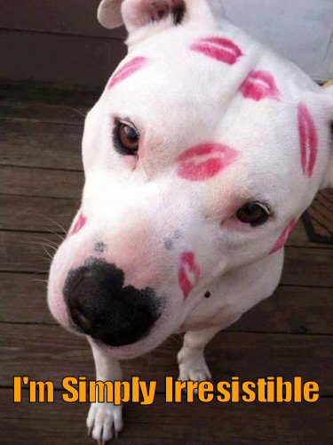 cute white dog with red kisses on head