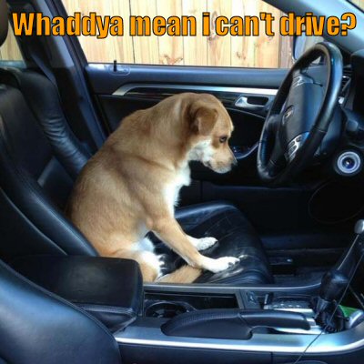 Sad dog wants to drive car