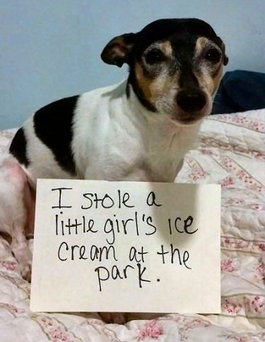 dog shame