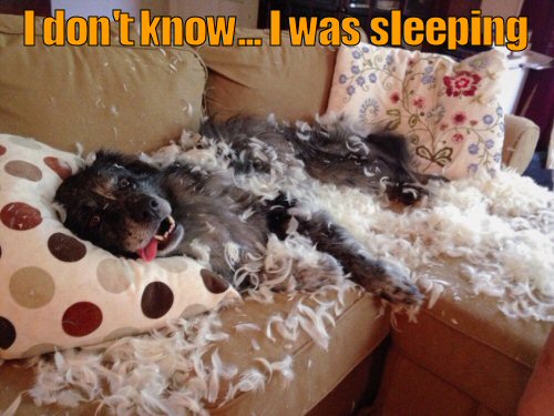 Dog lying in a ripped up pillow