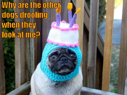 pug with birthday cake hat