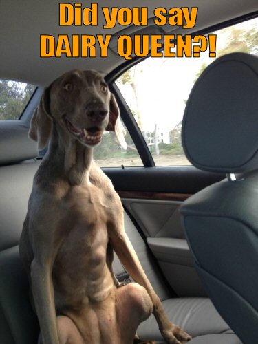 Dog in car wanting to goto Dairy Queen