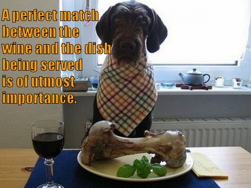 Dog drinking wine with meal