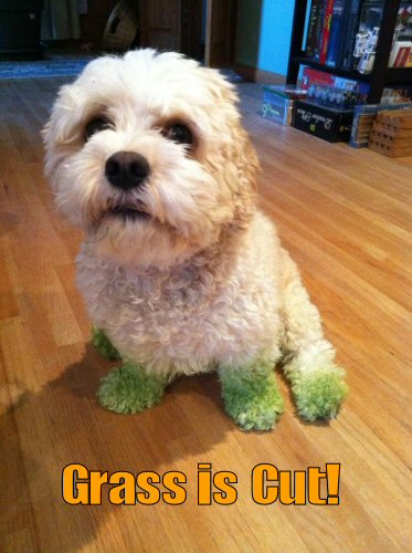 cute white dog with fresh grass stains on paws