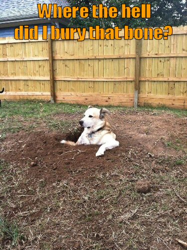 dog sitting in hole that he dug