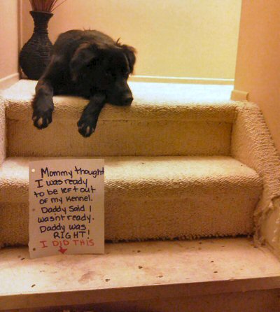 dog shaming - carpet destroyer