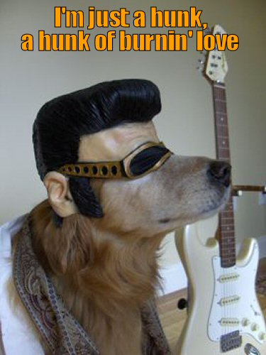 Dog Dressed as Elvis