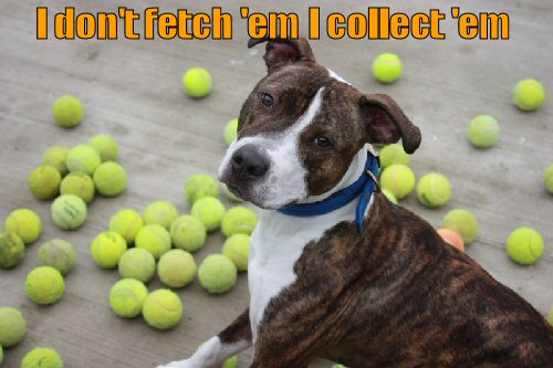 Dog with a large collection of tennis balls