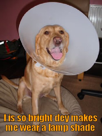 Dog wearing the cone of shame