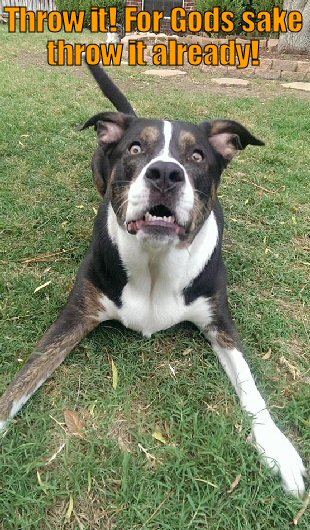 Dog anticipating ball