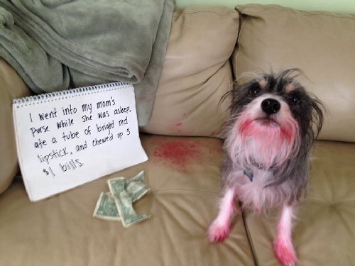 dog with red lipstick all over 