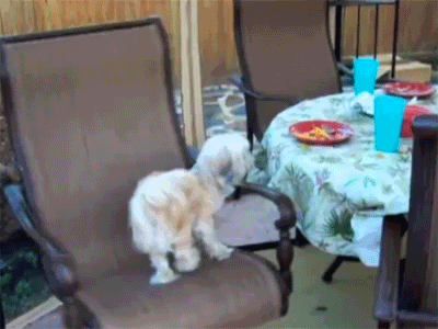 dog spinning in chair