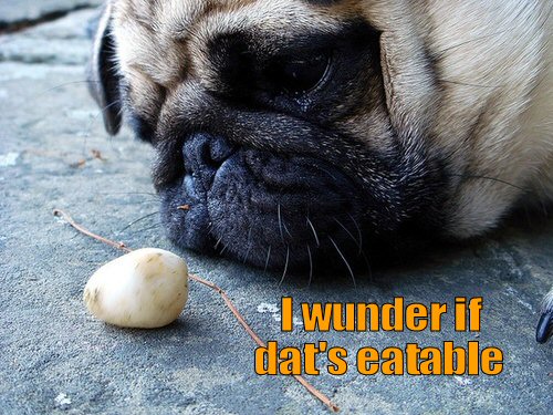 pug wondering if item is edible