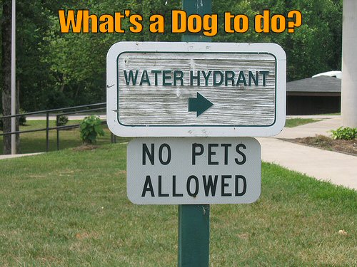 Funny sign relating to dogd