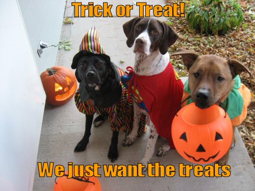 Dogs Trick or Treating