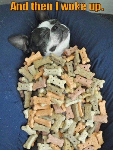 dog with a blanket of dog biscuits