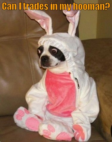 Dog disgusted about being dressed as pink bunny