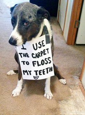 dog looking guilty after eating carpet