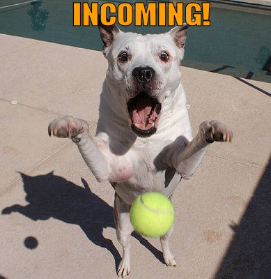 Dog getting ready for Incoming tennis ball