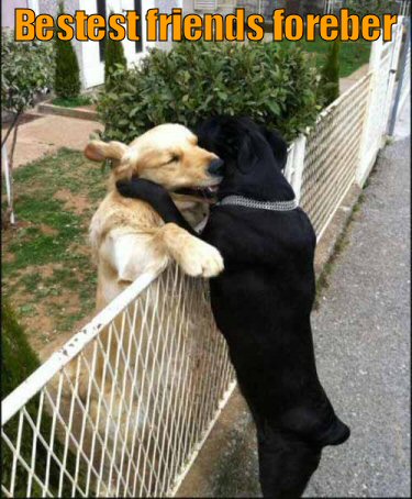 two dogs hugging