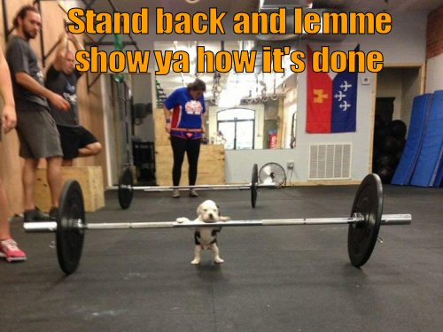 cute puppy lifting weights