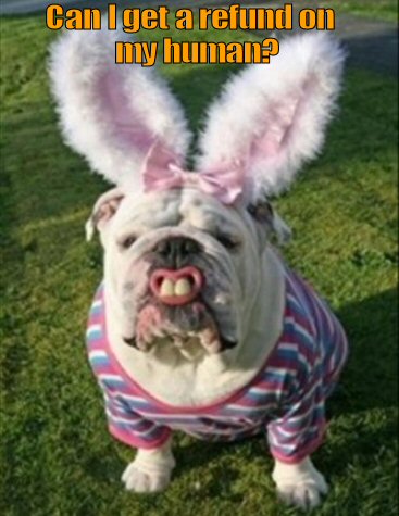 Bulldog dressed in Bunny Rabbit costume