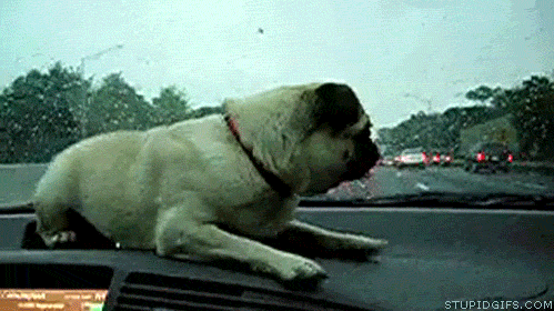 pug trying to catch windshield wiper