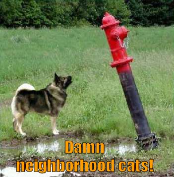 funny-dog-picture-damn-cats