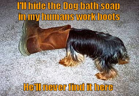 dog with head stuck in boot