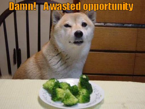 Dog sitting in front of a plate of broccoli