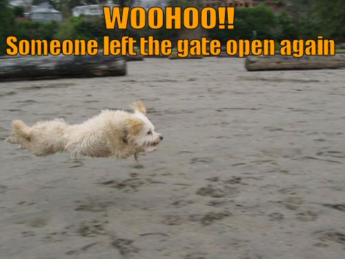 funny-dog-picture-woohoo