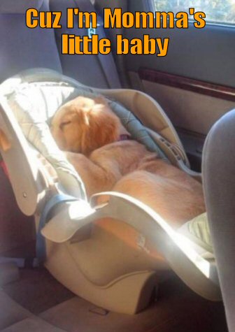 puppy sleeping in a baby's seat