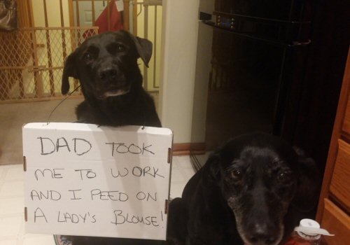 dog-shaming-i-peed-on-ladies-blouse