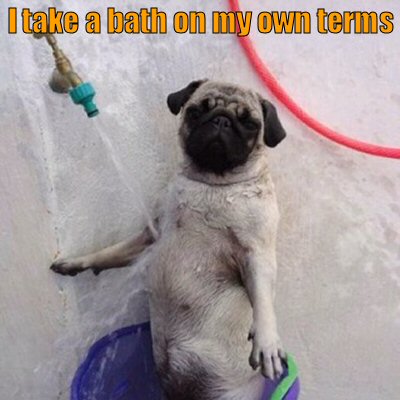 Pug Dog taking a bath in a bucket