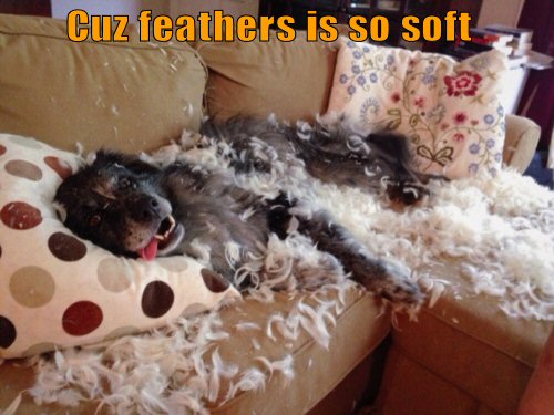 funny-dog-feathers-is-so-soft