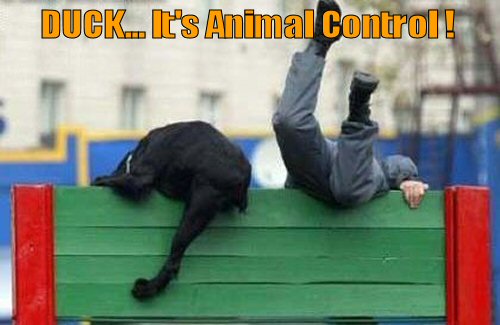 funny-dog-its-animal-control