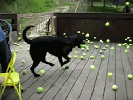 Dog with lots of tennis balls