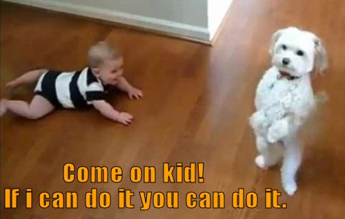 Dog showing baby how to walk