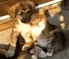 cute-cat-and-dog